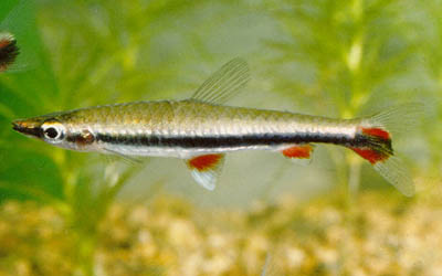 Nannostomus harrisoni